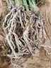 華香園蘭花 濃香墨蘭 白墨 冬帶花苞 辦公室內(nèi)盆栽盆景耐陰優(yōu)雅植物 白墨8苗非連體(4+4)不帶花苞 曬單實拍圖