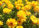 花中酷   萬(wàn)壽菊花種子芳香花卉種子批發(fā)四季種植陽(yáng)臺盆栽菊花200粒 . 明黃萬(wàn)壽菊 曬單實(shí)拍圖