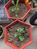 华煜种菜种花通用型营养土多肉绿萝花泥土兰花土有机肥料种植土9斤 晒单实拍图