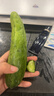 東北特產(chǎn)天然旱黃瓜刺黃瓜小青瓜水果黃瓜生吃黃瓜新鮮凈重發(fā)貨 5斤黃瓜 曬單實(shí)拍圖