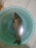 光威漂電子漂夜釣變色龍漂中魚(yú)變色浮漂魚(yú)漂浮子夜光球漂雙光浮漂臺釣竿漂垂釣用品釣魚(yú)配件 咬鉤變色電子漂YG-C-02 3號 曬單實(shí)拍圖