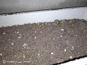 一播大地波斯菊种子 格桑花种子易播种绿化工程花海种植美丽乡村花卉种子 波斯菊又名格桑花种子约1500粒 实拍图