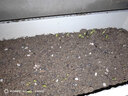 一播大地波斯菊種子 格?；ǚN子易播種綠化工程花海種植美麗鄉(xiāng)村花卉種子 波斯菊又名格?；ǚN子約1500粒 曬單實拍圖
