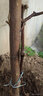 正宗陜西嫁接葡萄苗戶(hù)太8號9號10號滬太葡萄樹(shù)苗冬葡萄冰葡萄樹(shù)苗 滬太8號葡萄樹(shù)苗 2年苗【好成活】1顆 曬單實(shí)拍圖