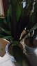 一葉蘭盆栽綠植室內客廳陽(yáng)臺植物辦公室內庭院觀(guān)葉綠植蘭花Y 一葉蘭【60-70cm高】28棵 不含盆 曬單實(shí)拍圖