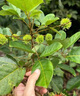 正宗嫁接紅毛丹樹(shù)苗南方種植當年結果毛荔枝苗地栽盆栽果樹(shù)苗 紅毛丹荔枝兩年苗【帶土帶葉】 50cm(含)-60cm(不含) 曬單實(shí)拍圖