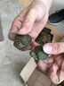 易萌 火焰龜活體觀賞龜火焰深水龜寵物烏龜活物小烏龜 火焰龜3-4cm2只 曬單實(shí)拍圖