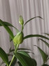 疏影暗香 百合花種球 帶芽香水百合種球 四季花卉好養(yǎng)易活盆栽室內濃香 百合種球混色10個 1份 曬單實拍圖