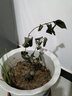 秋之果香 茶花苗 山茶花苗盆栽地栽四季開(kāi)花綠植花卉庭院玫瑰牡丹 赤丹 三年苗(明年開(kāi)花) 曬單實(shí)拍圖