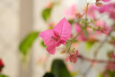 銘匠 銘匠光學(xué)40mm f2.8微距鏡頭ZVE10 XM5 ZE4 XT30 Z30 ZFC Z50II微單鏡頭 黑色(微單手動(dòng)對(duì)焦-單反不適用) 富士FX口(富士系列微單相機(jī)專(zhuān)用) 曬單實(shí)拍圖