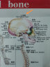 85CM人体骨骼模型骨架人体模型成人小白骷髅教学脊椎全身骷髅标本带脊柱神经带椎间盘 肌肉着色韧带 E款85cm骨骼带心脏血管神经 实拍图