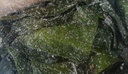 山東榮成 鹽漬海帶頭厚海帶 新鮮海帶 昆布半干貨 5kg 曬單實拍圖