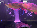 仟湖OF綠鷹氧氣泵魚(yú)缸沖氧泵大氣量增氧機養魚(yú)水族箱交直流氧氣泵安靜 13厘米氣盤(pán) 曬單實(shí)拍圖