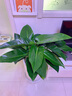 綠韻花田【兩小時(shí)達】發(fā)財樹(shù)金錢(qián)樹(shù)散尾葵大綠植盆栽室內客廳公司門(mén)口開(kāi)業(yè) 綠巨人 曬單實(shí)拍圖