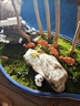 造景鮮活苔蘚微景觀青苔景觀植物鋪面短絨小灰蘚搭配庭院桌面盆栽 紗布苔蘚 紗布小灰蘚16*10cm-10片裝/盒 曬單實(shí)拍圖