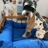 嬉皮狗（hipidog）狗狗防塵褲小型犬四腳衣服防水泰迪比熊遛狗神器戶外防尿防臟腿套 洛米棕 XL 曬單實拍圖