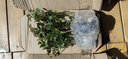 清韻伊人 玫瑰花老樁樹(shù)苗四季開(kāi)花盆栽地載花卉室外室內四季好養 玫瑰老樁【混色系20顆】 曬單實(shí)拍圖