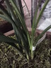 玫絢蘭花 春蘭老八種蘭花苗宋梅辦公室內庭綠植盆栽花卉 精品萬(wàn)字 老種3苗 曬單實(shí)拍圖