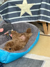京狼圖騰泰迪幼犬 茶杯犬 純種狗狗活體泰迪寵物狗活體小狗活物貴賓 白色 曬單實(shí)拍圖