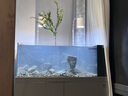 森森2024新品魚(yú)缸水族箱溪流缸底過(guò)濾超白玻璃南美原生缸生態(tài)魚(yú)缸 純白色(燈架款）頂配過(guò)濾槽+沉淀倉 靠墻款長(cháng)99*寬48*缸高40/柜高85cm 曬單實(shí)拍圖