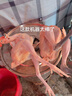 首派好太太脫毛機(jī)雞鴨鵝自動拔毛機(jī)打毛機(jī)商用家用家禽脫毛機(jī)不銹鋼拔毛機(jī)器 60L加強(qiáng)銅芯款 曬單實拍圖
