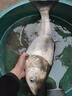 民間藝人全套漁具綁好有刺無(wú)刺子線(xiàn)雙鉤防纏繞釣魚(yú)鉤鰱關(guān)東鰱鳙彈簧棉花鉤 鰱關(guān)東：鉤號6,線(xiàn)號4.0,長(cháng):60cm 有刺（6付） 曬單實(shí)拍圖