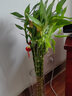 僮喲濃帶跟龍竹觀(guān)音竹荷花竹發(fā)財竹富貴竹植物水養客廳綠植水培花卉 直竹80厘米10支人財兩旺富貴榮華 含盆 曬單實(shí)拍圖