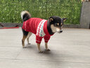 嬉皮狗 新年圣誕小狗狗毛衣服秋冬款比熊博美雪納瑞寵物小型犬泰迪冬季 紅色#高品質(zhì) XXL 曬單實(shí)拍圖