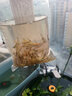 黑殼蝦除藻草蝦觀(guān)賞蝦工具清潔蝦飼料蝦活體水族箱魚(yú)缸造景冷水蝦 黑殼160+40 JD快遞 曬單實(shí)拍圖