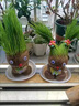旺浦商貿頭上長(cháng)草娃娃開(kāi)花草頭娃娃創(chuàng  )意迷你小盆栽桌面陽(yáng)臺趣味水培綠植物 開(kāi)花娃娃3個(gè)+托盤(pán)+營(yíng)養液+噴瓶 曬單實(shí)拍圖