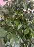 幸福樹(shù)專用營(yíng)養(yǎng)液落葉掉葉子專用肥黃葉爛根促新芽猛生根急救藥 急救幸福樹(shù)【1瓶裝】 500ml 1瓶 曬單實(shí)拍圖