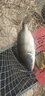 蝦肉粉赤尾青鯽魚(yú)鯉魚(yú)羅非魚(yú)鯪魚(yú)釣魚(yú)餌料小藥黑坑野釣蝦粉冷凍餌 1斤濃腥版 曬單實(shí)拍圖