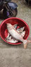 挺派（TINGPAI） 浮釣鰱鳙手竿釣鰱魚(yú)甩大鞭餌料野釣鰱魚(yú)花白鰱大頭魚(yú)餌釣鰱鳙餌 手竿鰱鳙顆粒 （2袋裝-草莓味） 曬單實(shí)拍圖