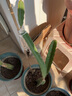 芥圃火龍果苗大苗 官方旗艦 火龍果樹(shù)苗金都一號燕窩白心苗盆栽大果苗 臺灣大紅火龍果苗 高度30-40公分 曬單實(shí)拍圖