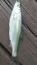 達億瓦DAIWA達億瓦水滴輪PD106/cc80/cr80/pr100泛用輕量速比路亞魚(yú)線(xiàn)輪 PD106 7.3速比【微物型】 左手型【國行正品】 曬單實(shí)拍圖