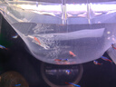 云峰海瑞 熱帶魚 觀賞魚燈科魚 觀賞魚小型淡水魚草缸群游 熱帶魚活體 紅綠燈魚50條 曬單實(shí)拍圖