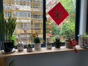 中夢(mèng)  長(cháng)壽花重瓣大花鮮花家用家養花卉室內 光芒--大花金狐貍 含原盆 曬單實(shí)拍圖
