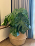 Only you【兩小時(shí)達】散尾葵虎尾蘭天堂鳥(niǎo)盆栽辦公室凈化空氣好養開(kāi)業(yè)喬遷 龜背竹 曬單實(shí)拍圖