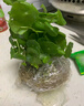 愛(ài)你一萬(wàn)年銅錢(qián)草水培植物辦公室內盆栽客廳桌面綠植花卉趣味水養金錢(qián)草 銅錢(qián)草一盆含【17*6水仙白瓷盆】 曬單實(shí)拍圖