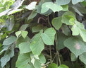 葛藤種子護坡種籽百花銀背藤野葛根邊坡綠化藤本植物沙土鞏固爬藤葛藤種子護坡種子 葛藤種子一斤/500克 曬單實(shí)拍圖