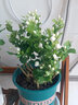 凝慧茉莉花盆栽老樁白茉莉庭院陽(yáng)臺(tái)室內(nèi)外栽種四季花卉濃香茉莉花苗 老樁白茉莉10年苗 曬單實(shí)拍圖