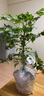 唯友  客廳盆栽植物 幸福樹(shù) 大客廳辦公室綠植盆栽小盆栽大型綠植盆栽 60cm幸福樹(shù) 含盆 曬單實(shí)拍圖