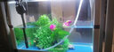 美之海魚(yú)缸客廳家用小型長(zhǎng)方形桌面魚(yú)缸水族箱懶人免換水生態(tài)上過(guò)濾魚(yú)缸 83*34*65cm 下單默認(rèn)發(fā)白色 曬單實(shí)拍圖