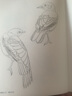 白描基礎入門(mén)：禽鳥(niǎo)百態(tài) 曬單實(shí)拍圖