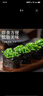 小熊船長(zhǎng) 億海裙帶菜絲150g/袋 開袋即食下飯菜海藻壽司海草沙拉海白菜絲 芥末5袋+酸甜1袋+香辣1袋 曬單實(shí)拍圖