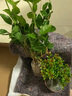 種花迷鴛鴦茉莉花盆栽濃香型植物室內庭院四季易活綠植花卉雙色茉莉花苗 1盆裝白茉莉+歐式花盆 原土 曬單實(shí)拍圖