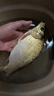 川澤魚漂全套一整套高靈敏加粗醒目夜光漂野釣浮漂鯽魚鰱鳙大物漂盒  12支【綜合混養(yǎng)日夜兩用套裝】 一套漂+雙拼色高端漂盒 曬單實(shí)拍圖