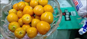 姑娘果新鮮正宗東北燈籠果新鮮當(dāng)季水果姑鳥(niǎo)黃菇娘果現(xiàn)摘包郵整箱 姑娘果 500g裝（凈重） 曬單實(shí)拍圖
