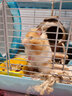 jolly pet productsJOLLY小寵物磨牙石倉鼠兔子龍貓荷蘭豬磨牙用品礦物石 鮮果磨牙石（3塊裝）食用色素 曬單實拍圖