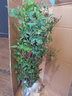 清韻伊人 月季花苗爬藤薔薇月季花樹(shù)陽(yáng)臺盆栽花卉庭院爬墻植物四季開(kāi)花 黃金慶典 中苗90-100厘米高 曬單實(shí)拍圖
